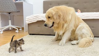 Cutest Golden Retriever and New Tiny Kitten First Meeting EVER!!