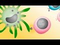 Animation: Developing immunological memory