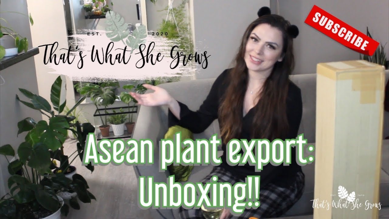 ASEAN plant export unboxing from Thailand + GreenspacesID