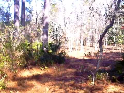 7795 NW Porter Grade Rd, Altha, FL home video tour
