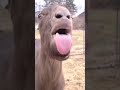 ЛИЗУН МАСТЕР🫣😆