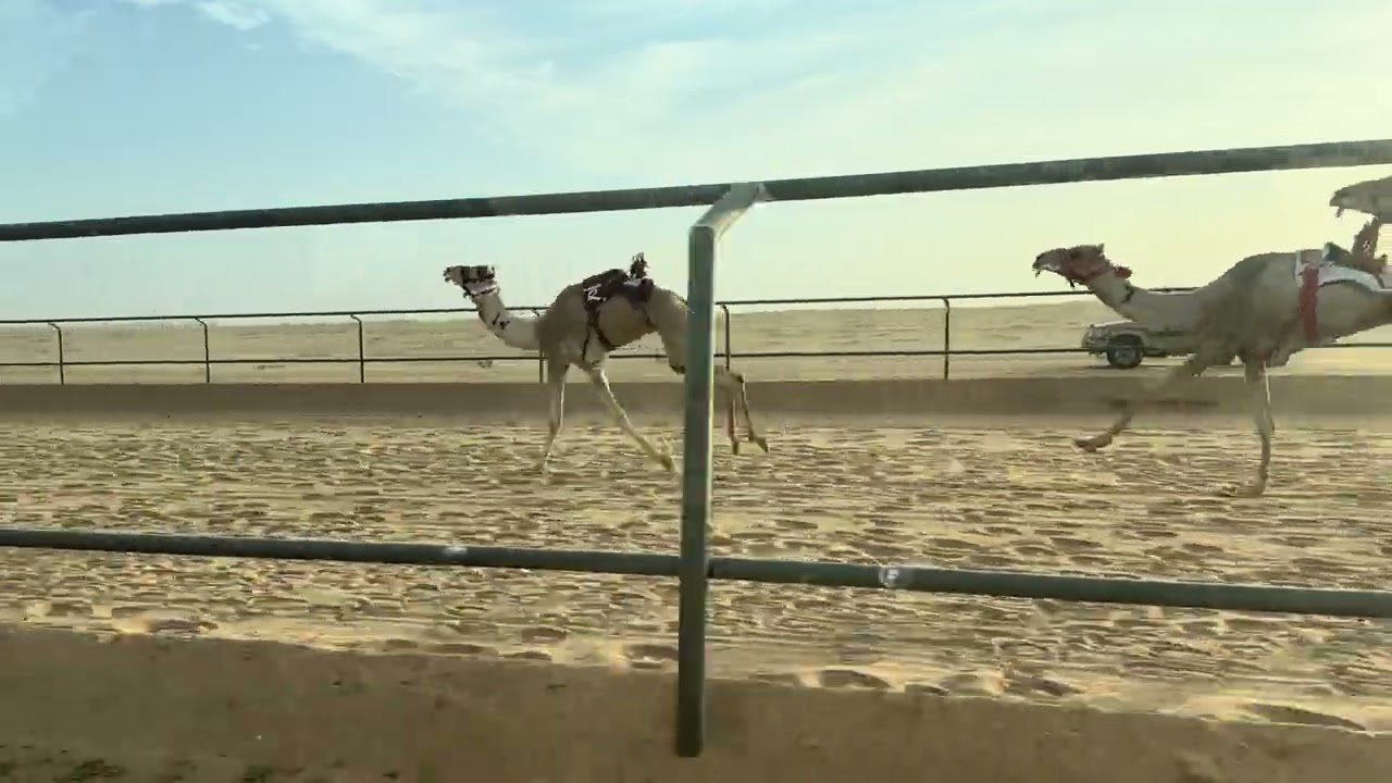 الشوط الثاني قعدان لقايا / عز سعود عبدالعزيز المانع