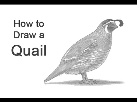 How to Draw a Quail - YouTube