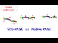 SDS PAGE vs Native PAGE