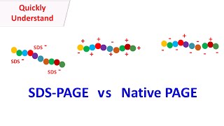 SDS PAGE vs Native PAGE