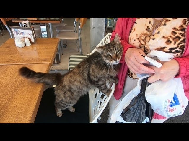 Fluffy tabby cat checking my bag again and again