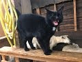 This sheep's revenge against a mean cat is extremely satisfying