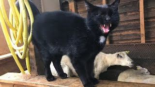 Sheep gets revenge on cat