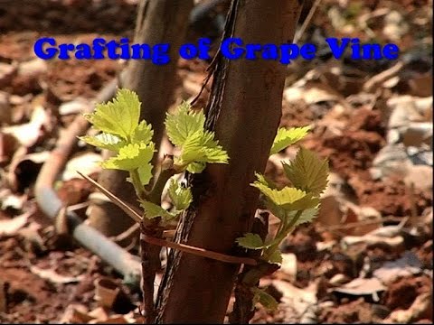 Grafting Of Grape Vine You Grafting Of Grape Vine