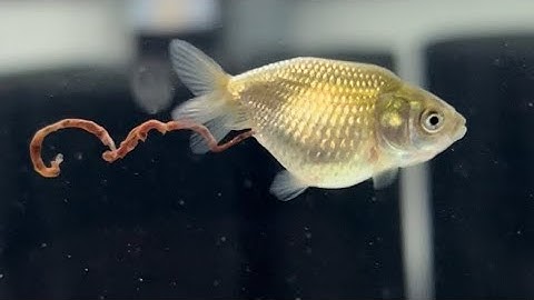 DON’T OVERFEED YOUR GOLDFISH?