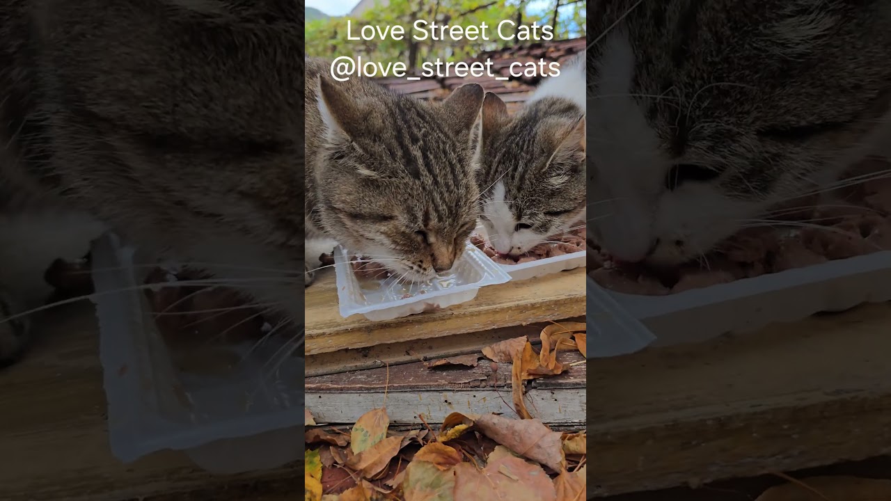 Feeding Homeless Cats Makes Real Change 🍲🐾💕