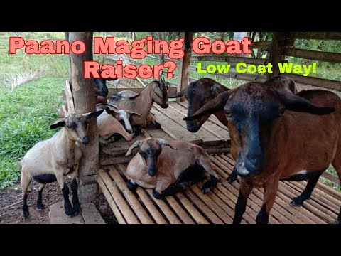 Paano Magsimula Mag alaga ng Kambing na Matipid