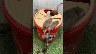 Best mouse trap idea/creative mouse trap rattrap mousetrap rat mousetrap2022