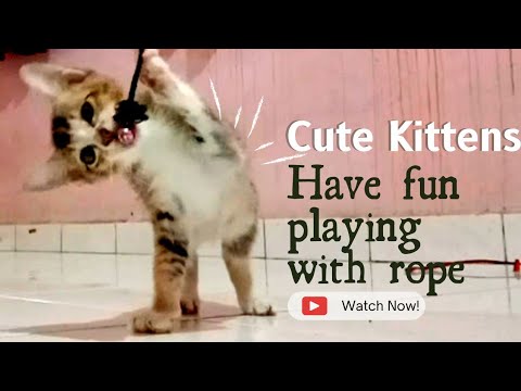 Cute kitten have fun playing with a rope | Serunya Anak kucing main ...