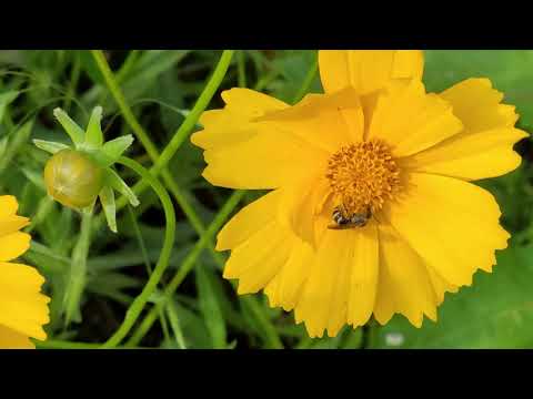 23.7.25 #백풀립tv 여러분 안녕하세요 벌이 꿀 따는 장면 카메라에 들어 왔어요 무더위에 잠시나마 아름다운 꽃과 함께 행복한 시간 되세요 🙋♀️짱♥️짱요 23.7.25 #백풀립tv 여러분 안녕하세요 벌이 꿀 따는 장면 카메라에 들어 왔어요 무더위에 잠시나마 아름다운 꽃과 함께 행복한 시간 되세요 🙋♀️짱♥️짱요