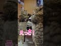 お掃除ネコ(=^・^=)　#掃除 #ねこ #ネコ