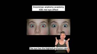 Insomniac anatomy academy 408: red eye effect #science #stem #sciencefacts #anatomy #eyes