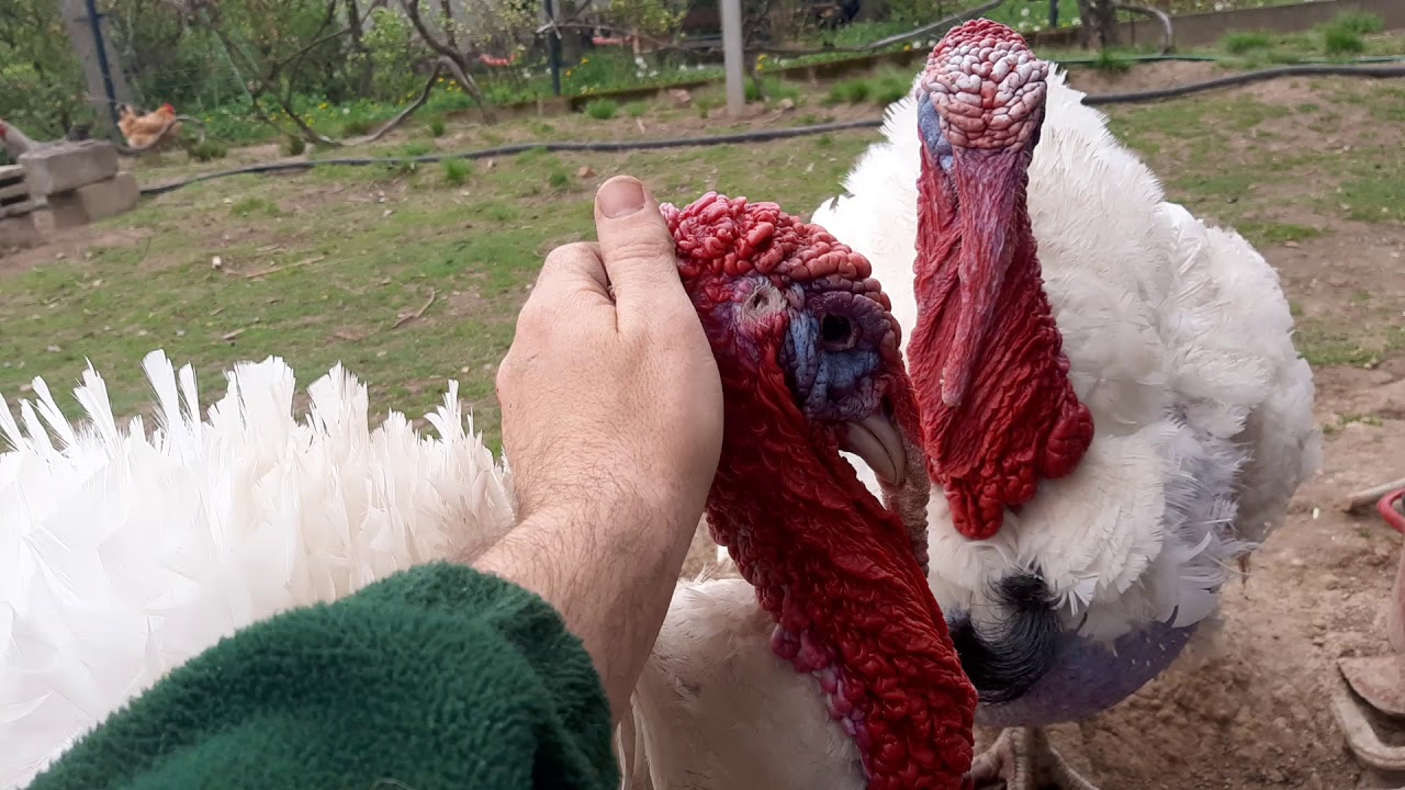 Najfajniejszy Indyk - czerwone korale, dziobie