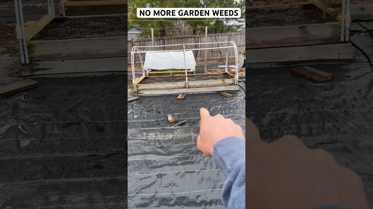 Do This For NO WEEDS In Your Garden