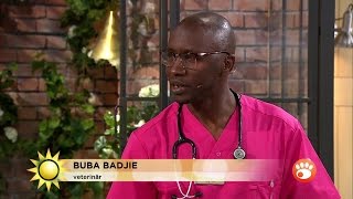 Bästa maten för din katt - Robinson-veterinärens bästa råd - Nyhetsmorgon (TV4)