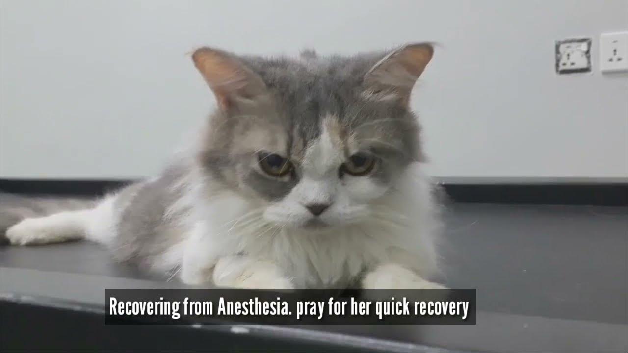 Maceration/ pyometra in cat Surgical treatment of pyometra Cat spay