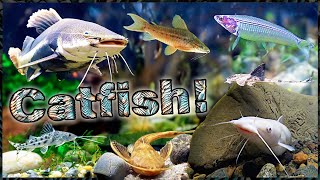 Aquarium Catfish: Explore a Beautiful Variety of Freshwater Catfish!