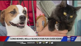 Indy Humane in search of furever homes for special needs dog,cat