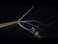 Hydra Catching And Eating A Mosquito Larva 