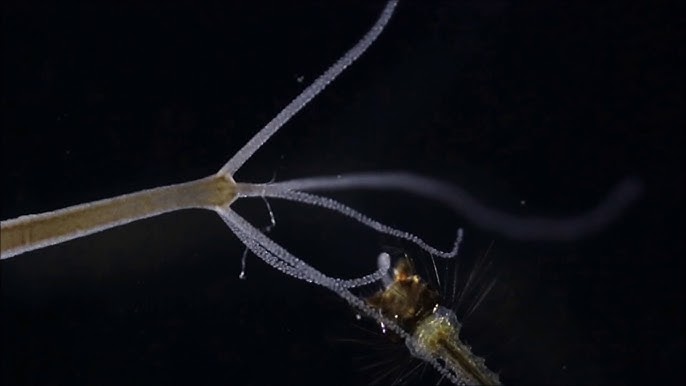 Amazing footage of sponges pumping! 