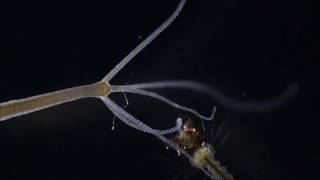 Hydra catching and eating a Mosquito larva