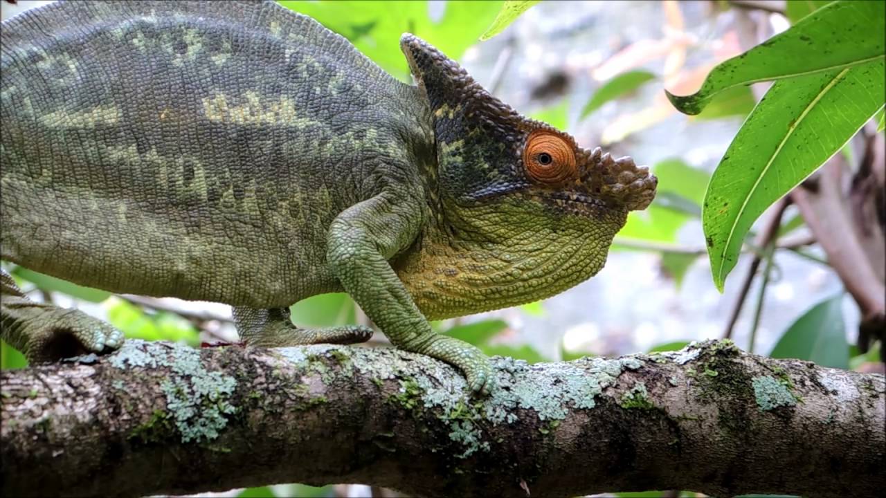 Chameleon behavior