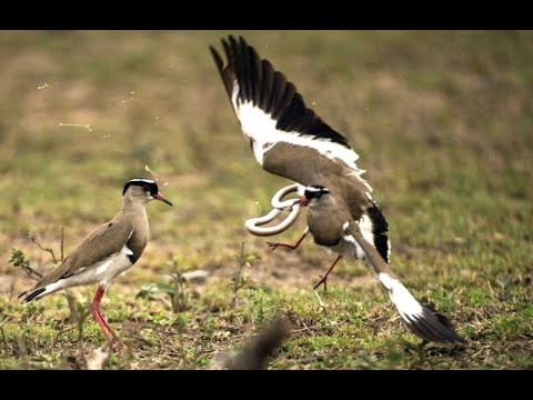 Video CHIM TE TE QUÁCH - LOÀI CHIM GIỬ NHÀ SIÊU ĐẲNG l SDT... - youtube