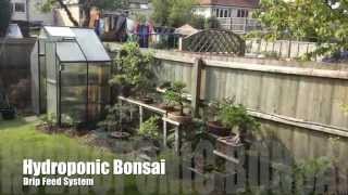 OpenHydroponics Drip Feed Bonsai