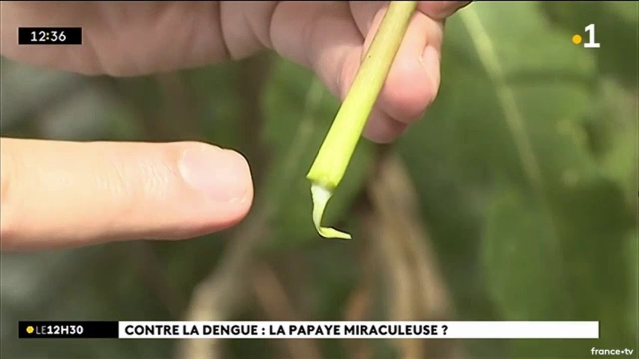 Feuille papaye contre la dengue Claude Marodon plantes médicinales