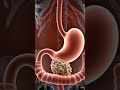 digestive acids work together to break down food and begin the digestion process #nurse #healthcare