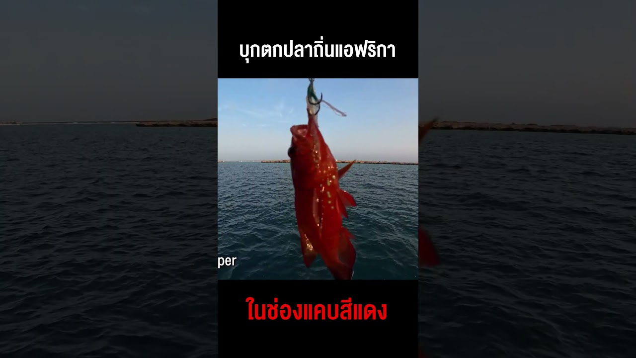ทริปเสี่ยงชีวิต! บุกตกปลาถิ่นแอฟริกาในช่องแคบสีแดง