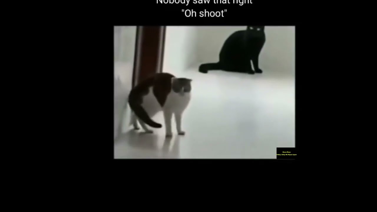 Best Funny Animals 2023 😻CAT DANCE 