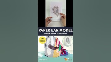 Human Ear Anatomy Model for Human Body & Sound, Hearing & Interactive Notebook #humanbody #biology
