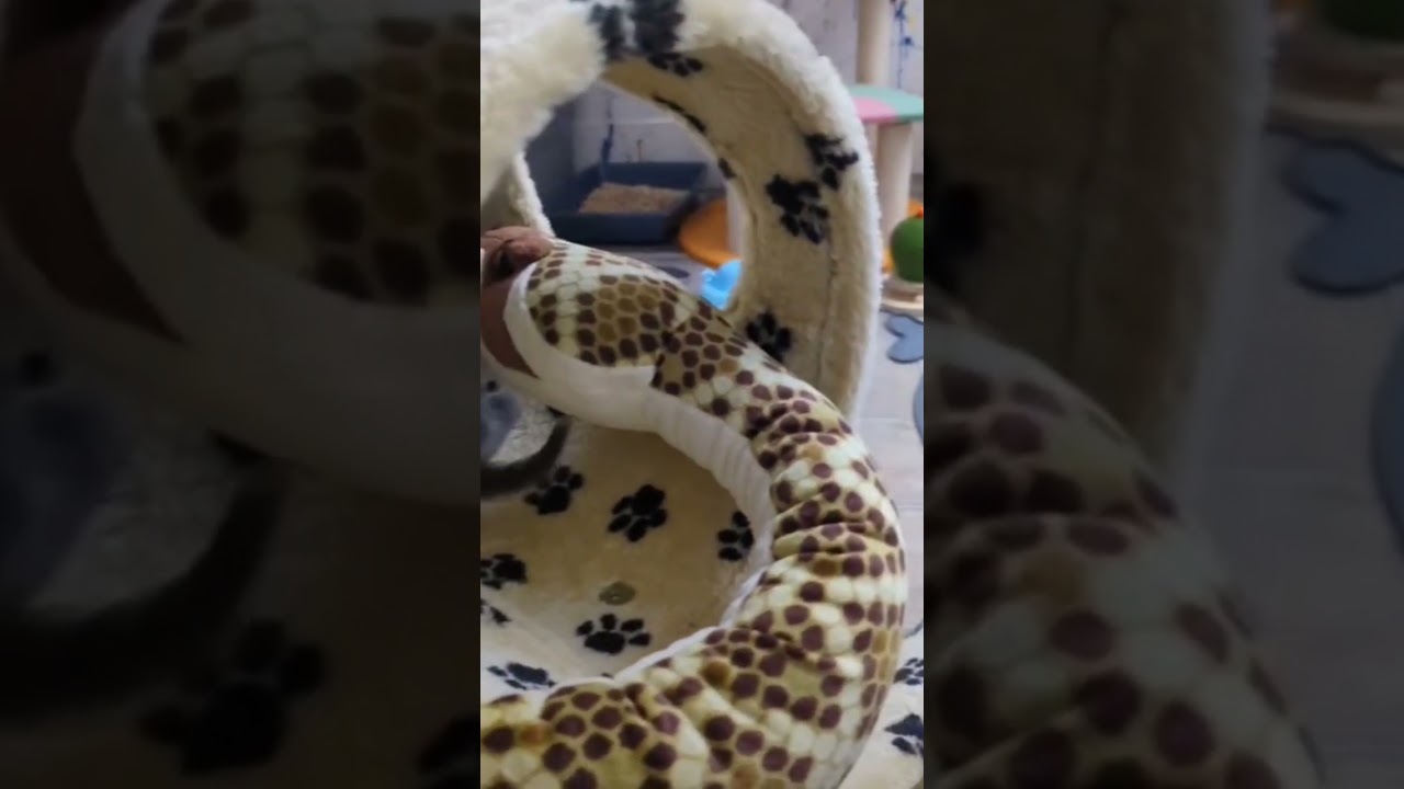 Funny how video 🤫🤣Kittens clash with resin snakes 