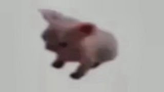 UNUSUAL MEMES COMPILATION V41