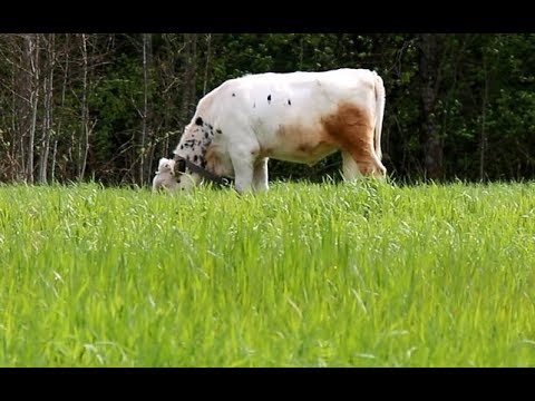 Органические удобрения
