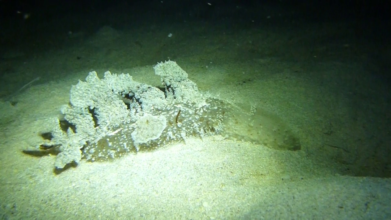 Melibe viridis,sea slug,(Kelaart, 1858),6mts deep,Protaras 26.08.2016