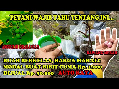 Video: 8 Label Kedua Dari Pabrik Anggur Teratas Yang Harus Anda Perhatikan