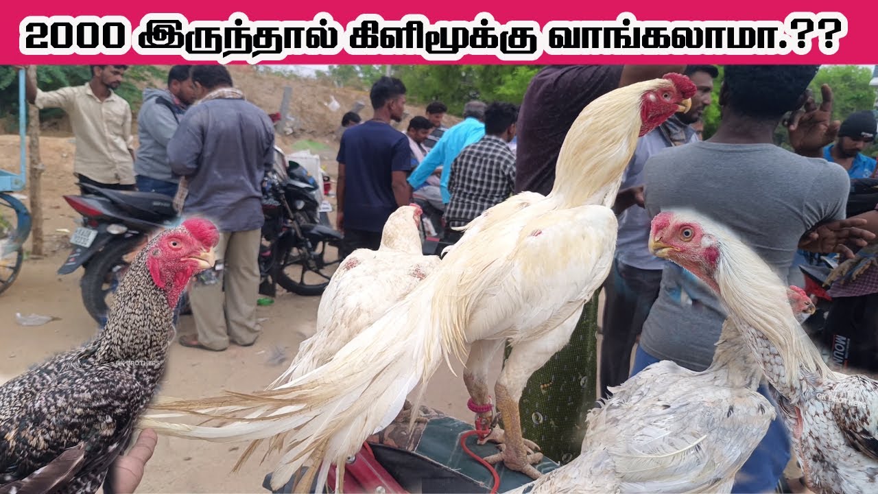 குறைந்த விலையில் கிளிமூக்கு வாங்க வேண்டுமா..?? இந்த சந்தைக்கு வாங்க