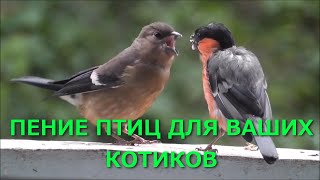 ПЕНИЕ ПТИЦ ДЛЯ КОШЕК | Реакция кота на ПЕНИЕ ЭКЗОТИЧЕСКИХ ПТИЦ