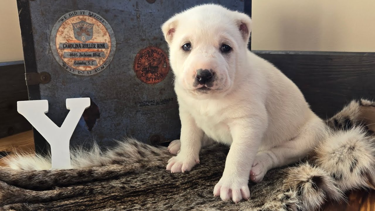 Central asian shepherd puppies litter Y