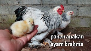 Panen Anakan Ayam Brahma L Ayam Hias Magelang