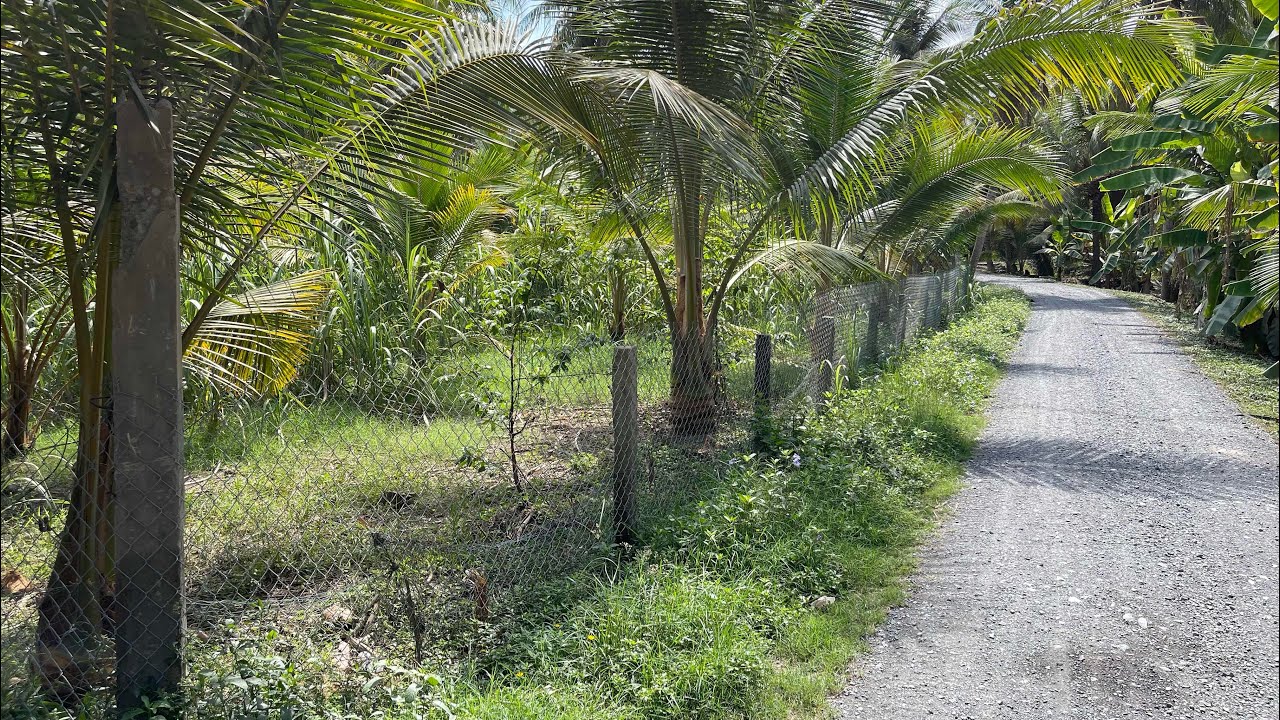 Tập 400 🌿bán đất vườn dừa có thổ cư. 750 tr 1 công  Lh0984758832. Sang