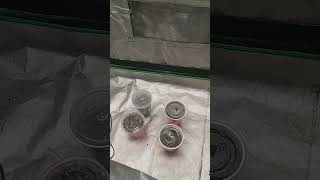 update seed to harvest garage grow