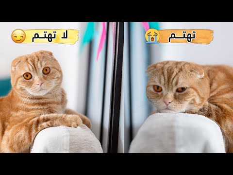 فيديو: هل تفتقد القطط أمها؟